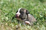 AMSTAFF  PUPPIES 225